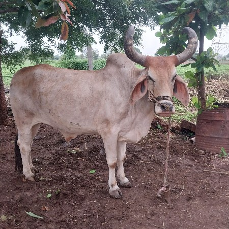 3 વાવણી