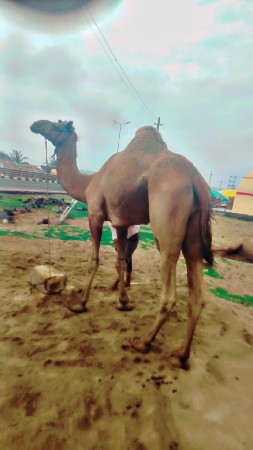 माधोपुर
