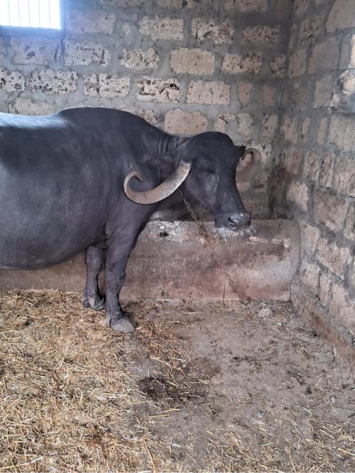 20 દિવસ ની કાચી