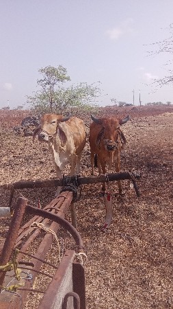બળદ વેચવાના છે