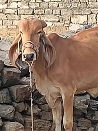 હોડકી