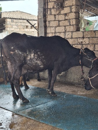 ગાય