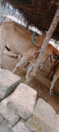 બેય બાજુ હાલતો છે બીજી ધર છે