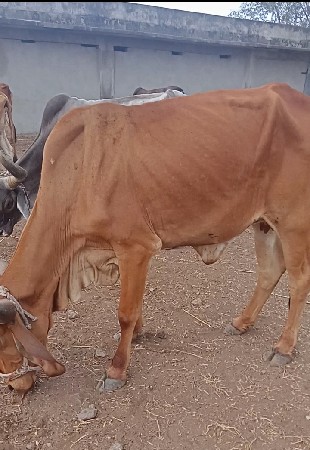પ ગાયો વેસવાનીસે