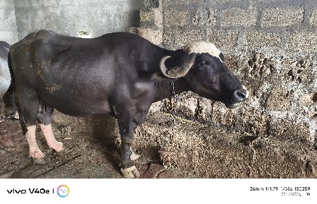 ભેંશ