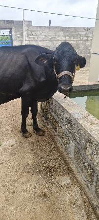 બે ગાયો વેસવા ની સે