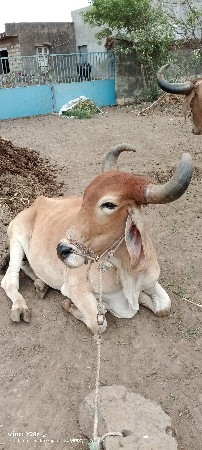 બળદ વેચવાના છે