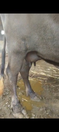 ટોટલ જવાબદારી ડોઢમયો વીયાણી