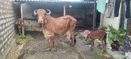 વેચવાની