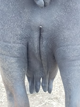 ભેંસ