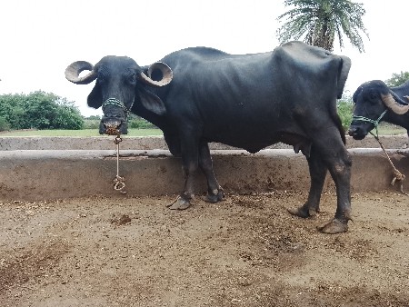 બૈ ભૈસો વેસવાની છે