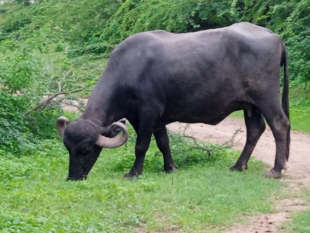 બીજુ વેતર ખડાઈ