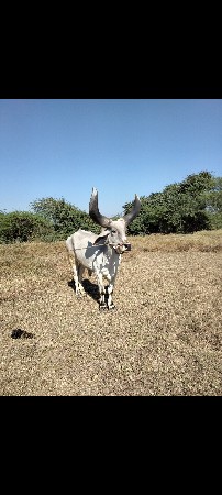 બળદ વેચવાનો છે