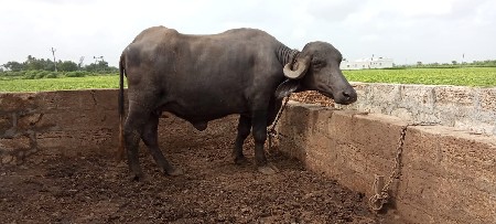 વેસવાની સે 
મો. 9824895663