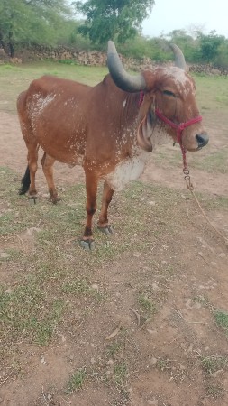 આ કાબરી ગાય વેચવાની છે