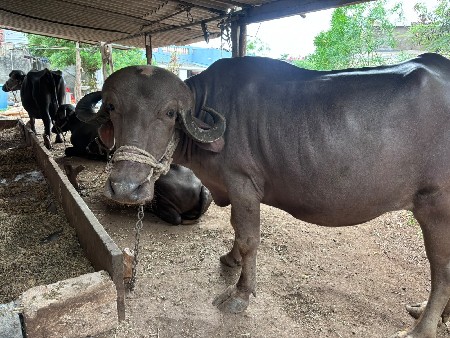 pelu vetar khadeli