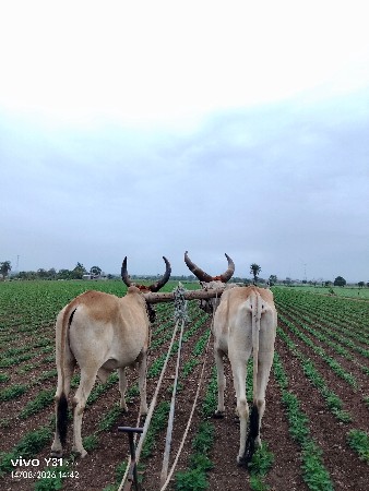 ગોઠલ