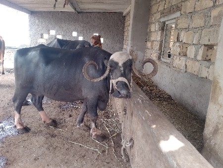 ચોથું વેતર છે