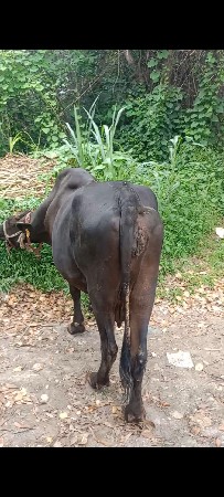 ગાય વેંચવાનિ છે