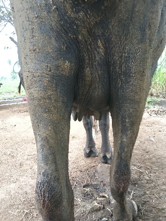 4 દાંતે ખડેલી