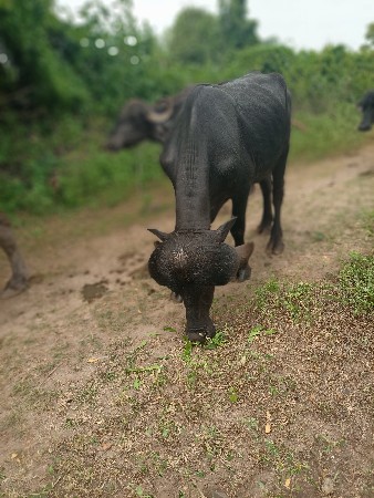 જેમલસીભાઇ