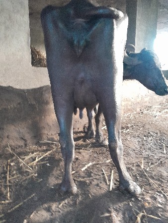 આ ભેસ વેચવા ની છે