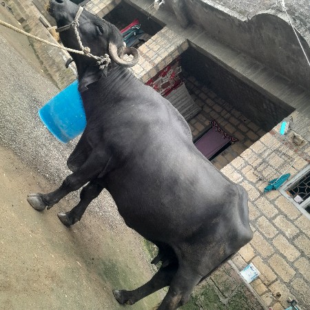 વેચવાની