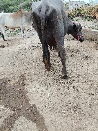 ભેંસ વેસવાનીસે