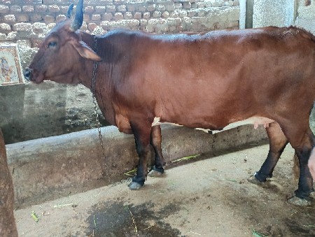 ગાય જર્સી