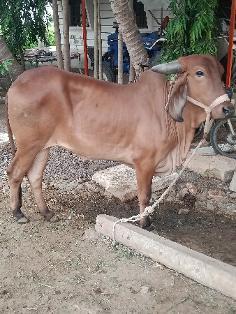 હોડકી વેચવાની છે