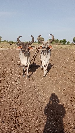 બડધ વેચવાના છે