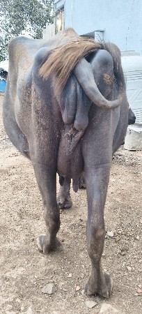 ભેંસ વેચવાની છે