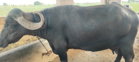 ભેંશ વેચવાનિ છે