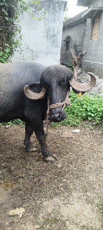 ભેંસ વેચવાની છે
