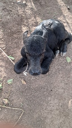 ભેંસ વેચવાની છે
