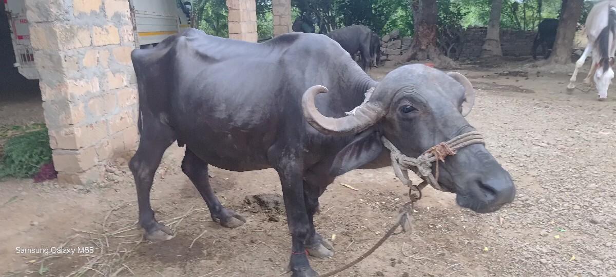 ખડેલી વેચવાની છે