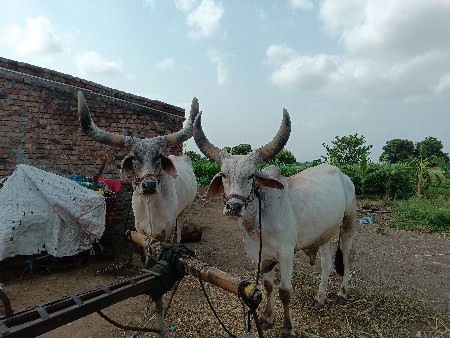 બળદ વેચવાના છે