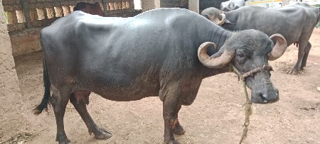 ભેંસ વેચવાની છે