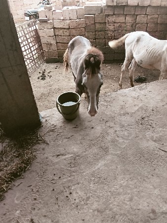 વશેરો