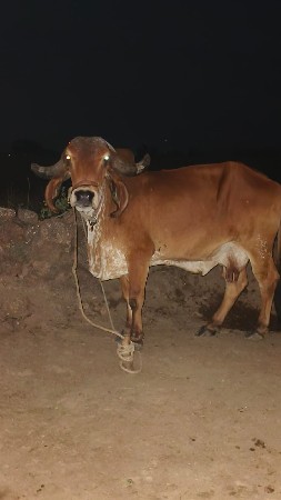 ગાય ના સાટા માં ઘોડો ઘોડી વછેરો