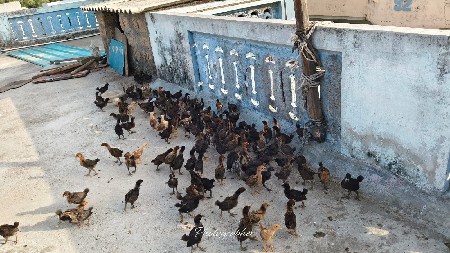 સોનાલી ના બચ્ચા વેચવાના છે