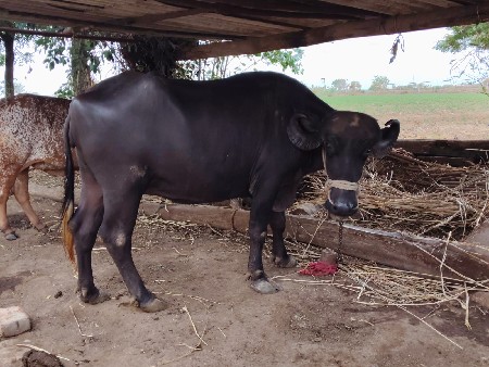 ભેંશ વેચવાની છે