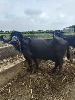ભેંસ વેચવાની છે