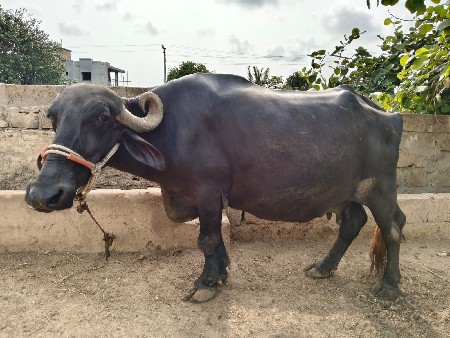 ભેંસ વેચવાની છે.