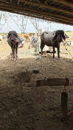 બે ખડેલા વેચવા ના છે