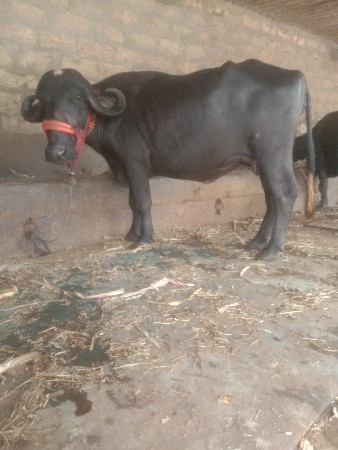 ભેસ