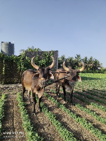 બળધ