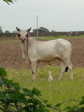 આવો ગોઢલો લેવાનો છે
