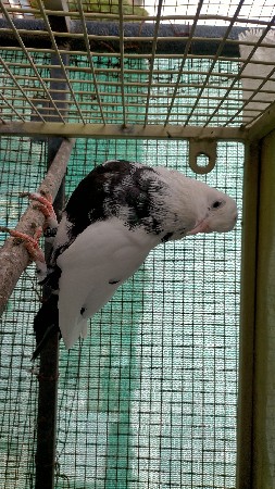 5 કબૂતર છે