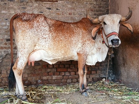 ગાય વેચવાની
